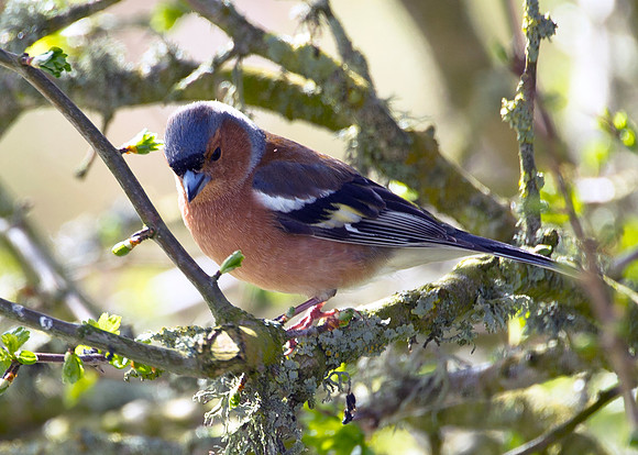 Chaffinch