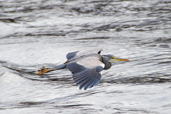 Grey Heron in flight