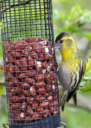 siskin on feeder