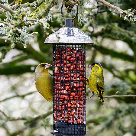 Greenfinch and Siskin on peanut feeder