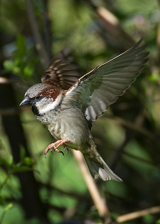 Sparrow