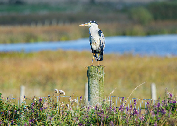 Heron at St Johns Loch - Caithness