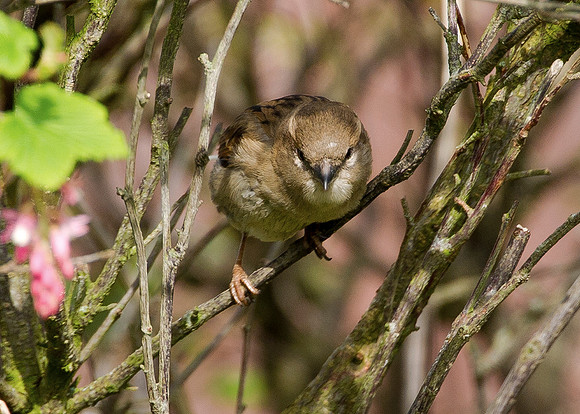Sparrow on branch