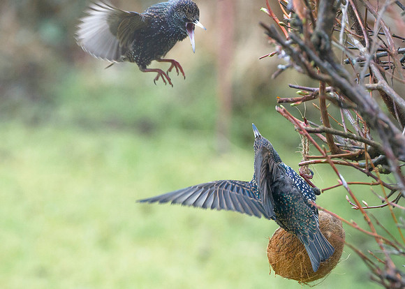 Squabbling Starlings