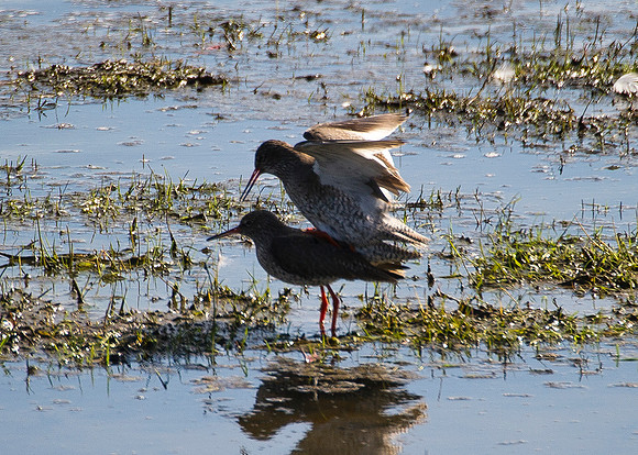 Redshanks mating