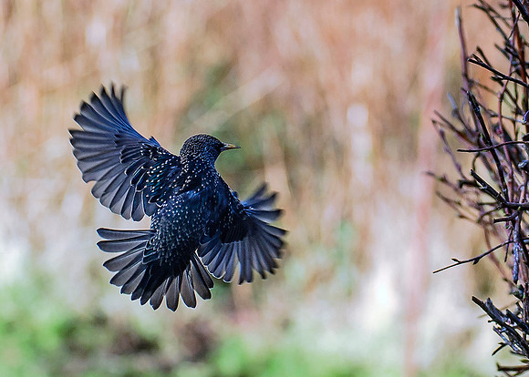 starling in flight
