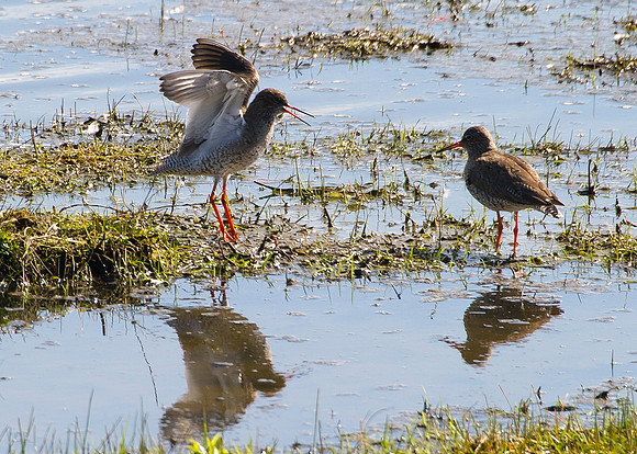 Redshanks beginning mating process