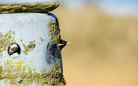 starlings in nesting box at St Johns Loch