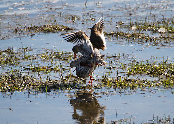 Redshanks mating