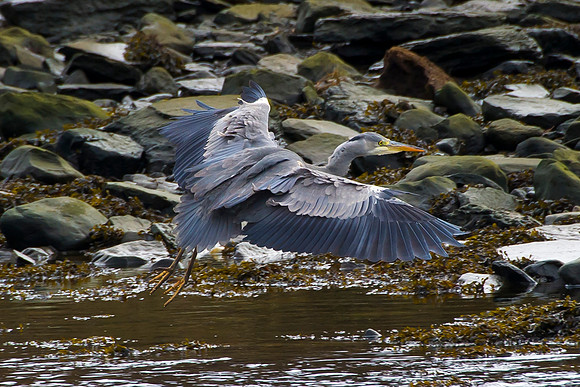 Grey Heron in flight