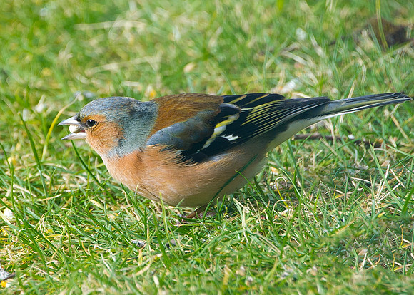 Chaffinch