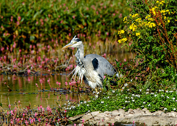 Heron at St Johns Loch - Caithness