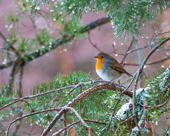 Robin
