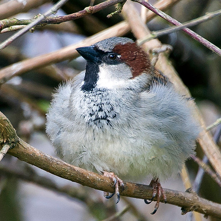 Sparrow on branch