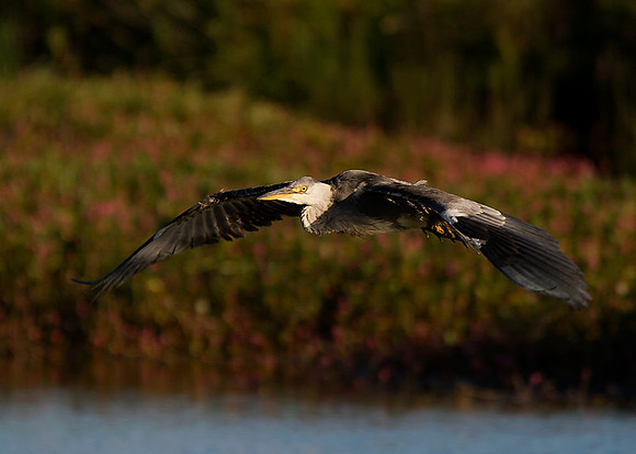 Heron at St Johns Loch - Caithness