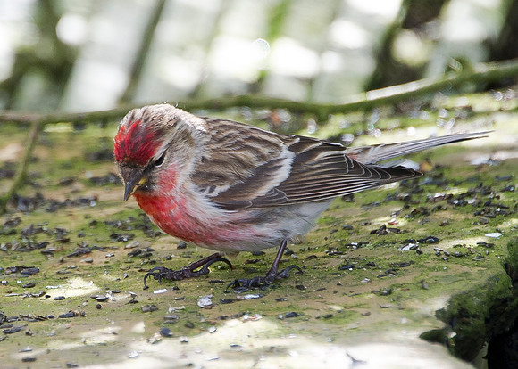 Redpoll