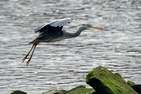 Grey Heron in flight