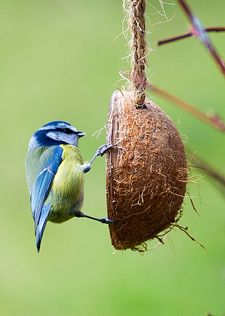 Blue Tit on coconut feeder
