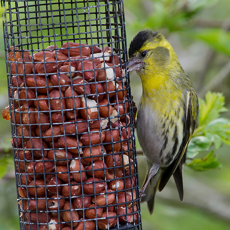 siskin on feeder