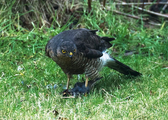 Sparrow Hawk in our back garden