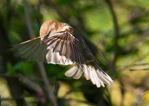 Sparrow in flight