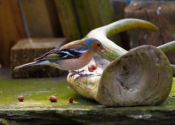 Chaffinch