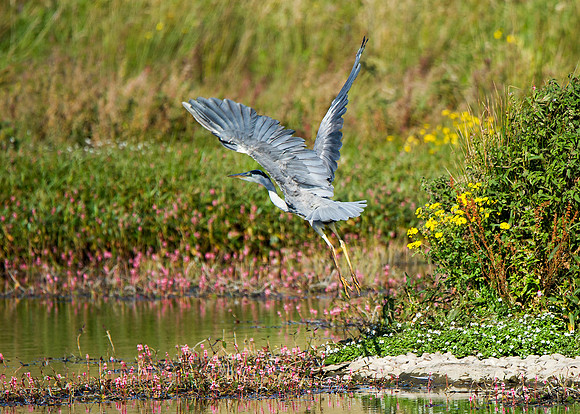 Heron at St Johns Loch - Caithness