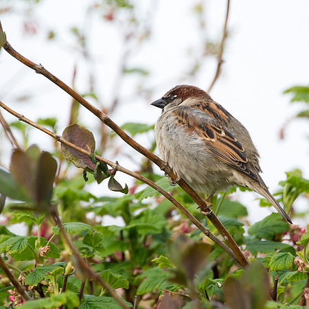 Sparrow on branch