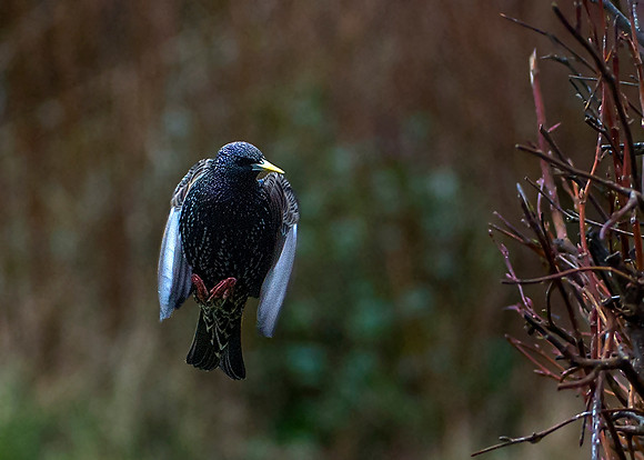 Hovering Starling