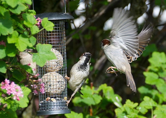 A bit of sparrow anger