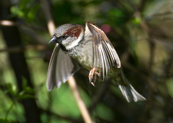 Sparrow in flight