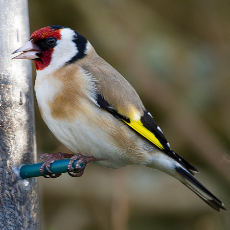 Goldfinch