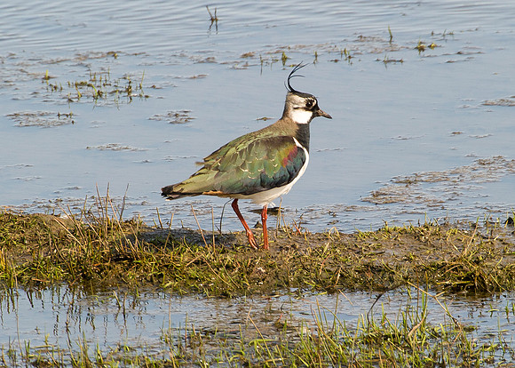 Lapwing at St John's Loch