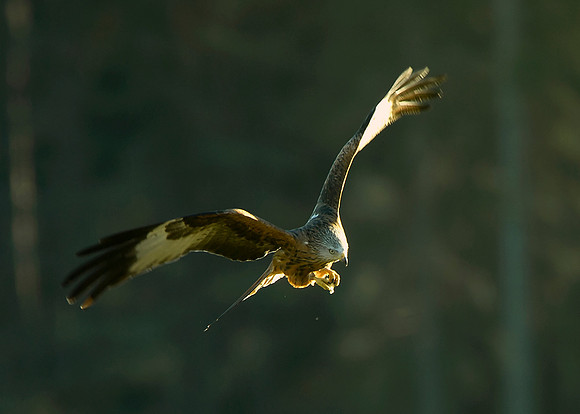 Red Kite in flight at Tollie - RSPB