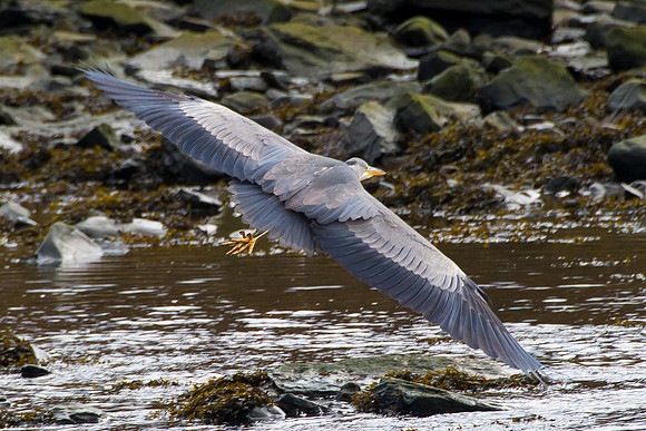 Grey Heron in flight