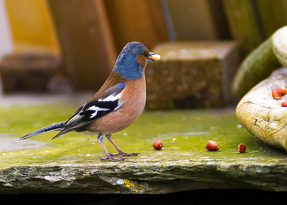 Chaffinch