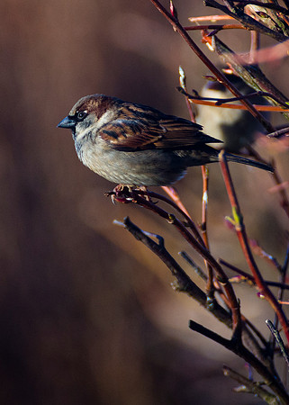 chaffinch in our back garden