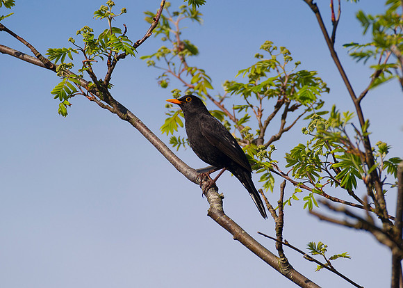 Cock Blackbird in tree