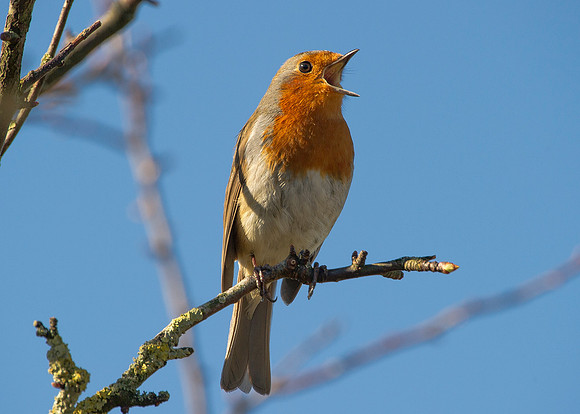Robin