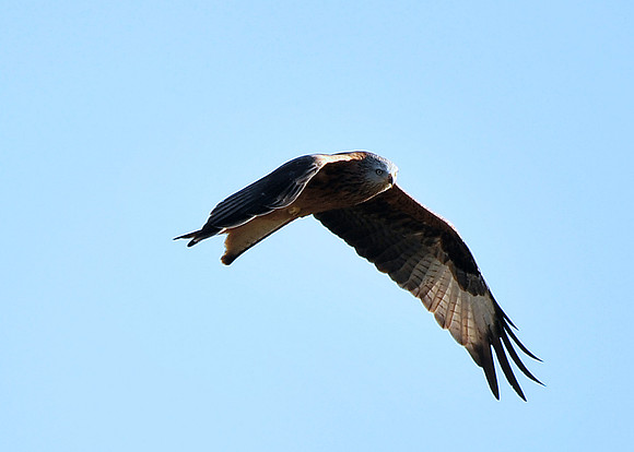 Red Kite in flight at Tollie - RSPB