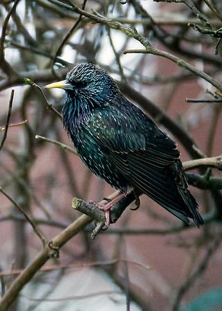 Starling in our back garden