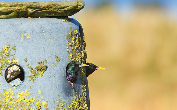 starlings in nesting box at St Johns Loch