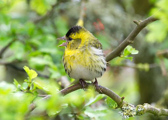 Siskin