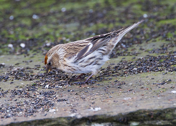 redpoll (female)