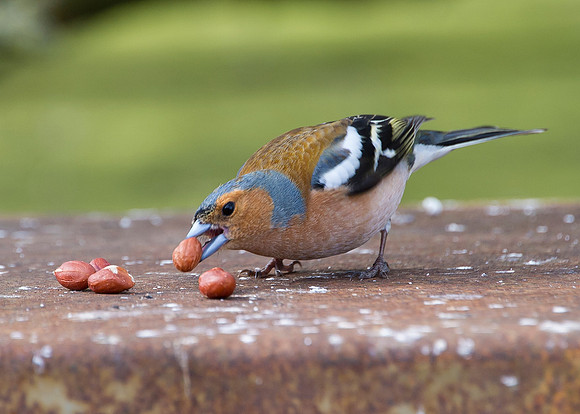 Chaffinch