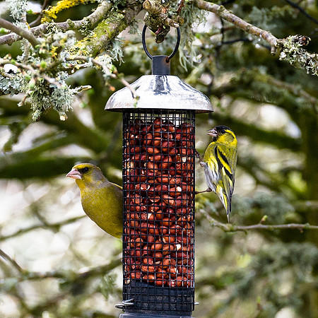 Greenfinch and Siskin on peanut feeder