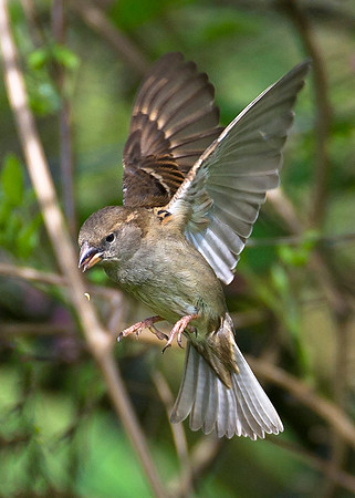 Sparrow