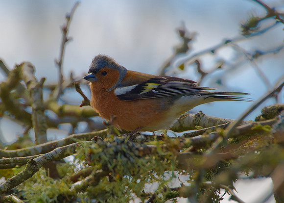 Chaffinch