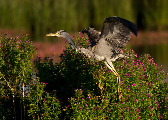 Heron at St Johns Loch - Caithness