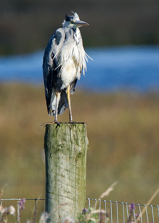 Heron at St Johns Loch - Caithness